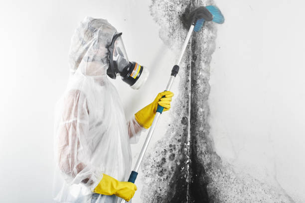 Best Mold Documentation for Insurance Claims  in Genesee, ID