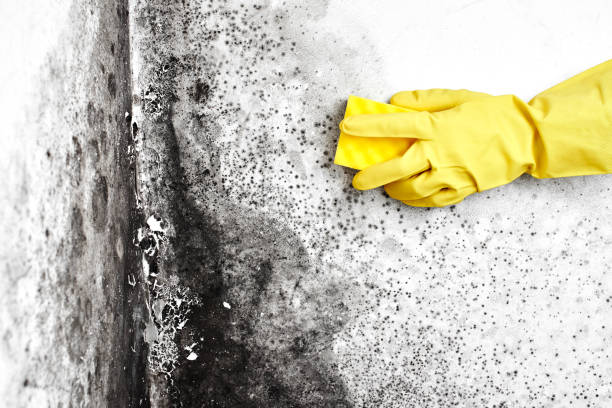 Best Airborne Mold Testing  in Genesee, ID